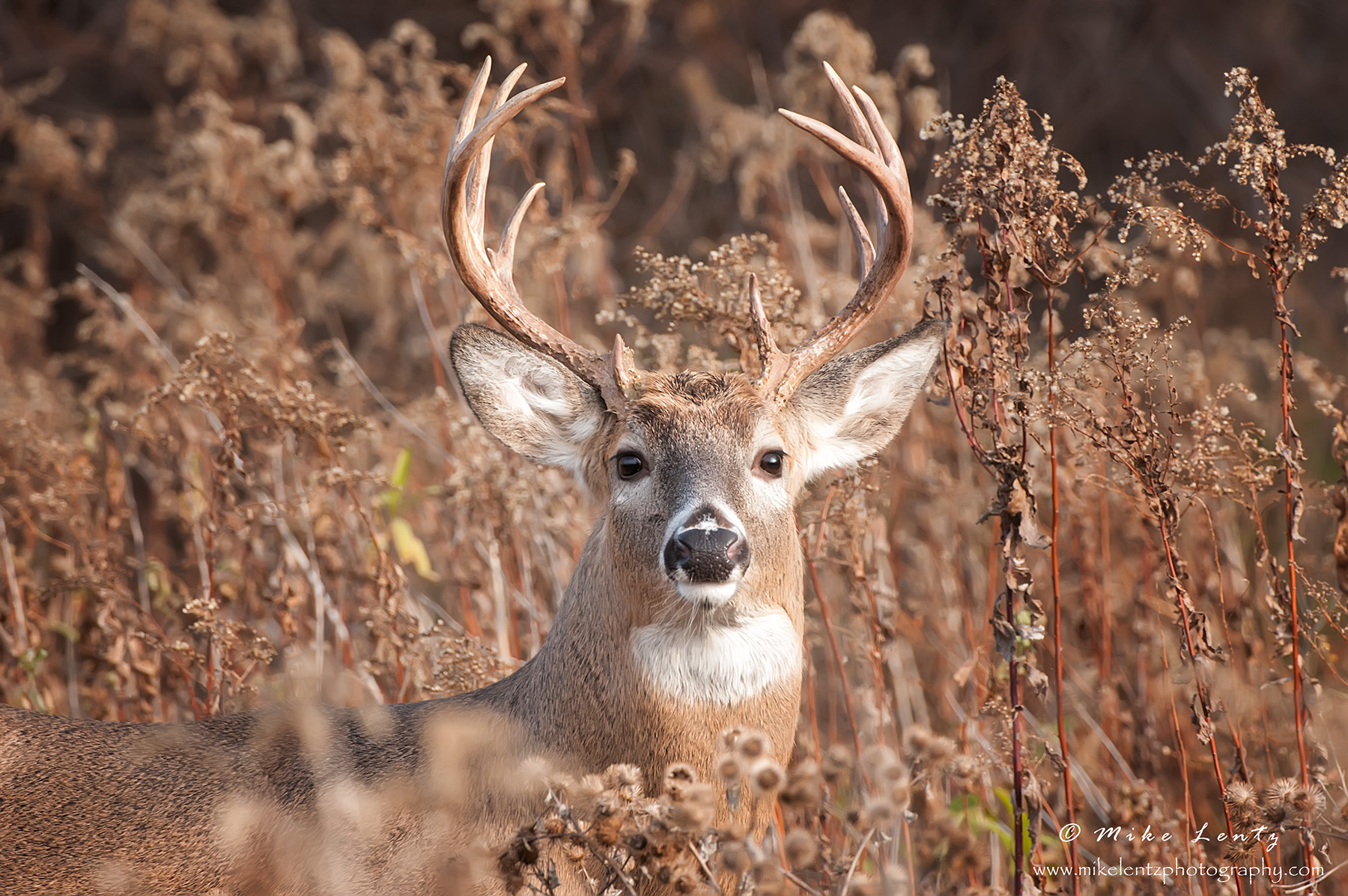 Adult size of white-tailed deer