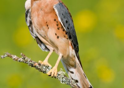 Birds Of Prey Mike Lentz Nature Photography