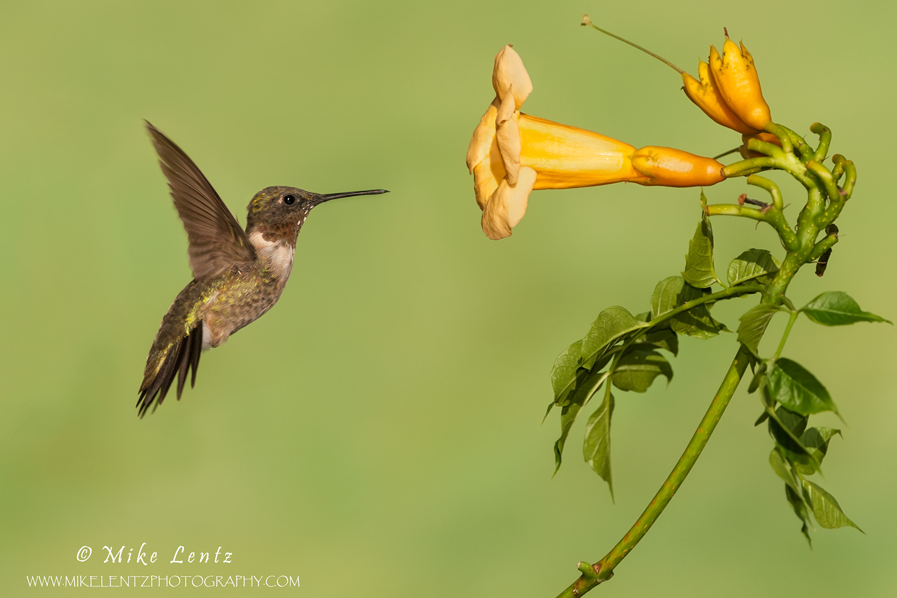 hummingbird vine