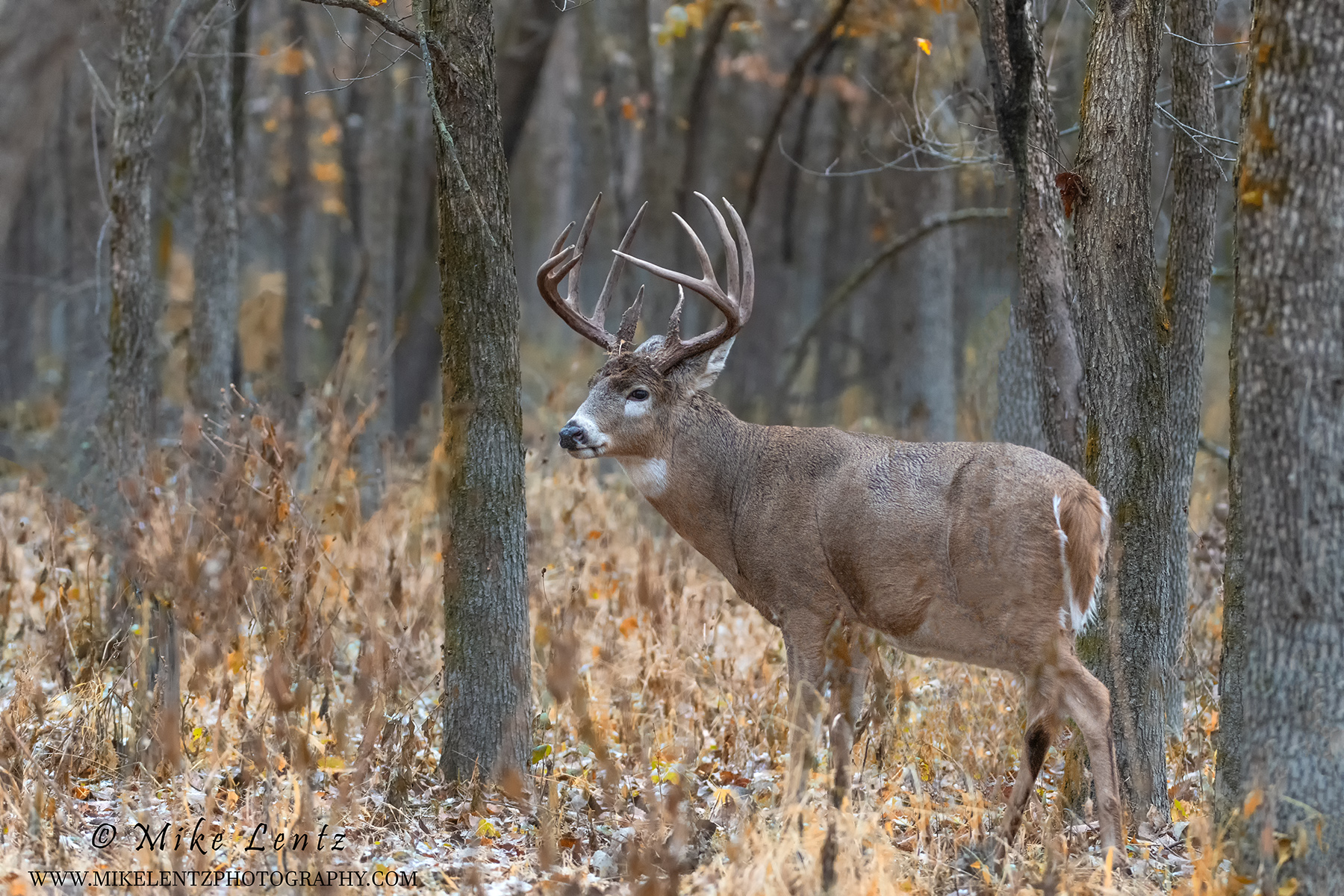 White-tailed Deer – Mike Lentz Nature Photography