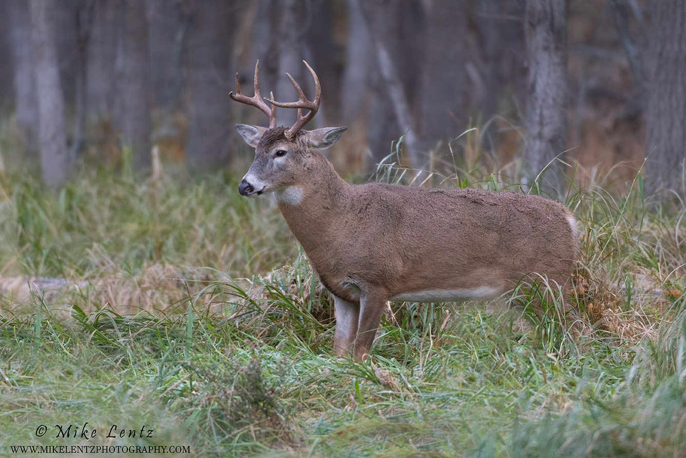 White-tailed Deer – Mike Lentz Nature Photography