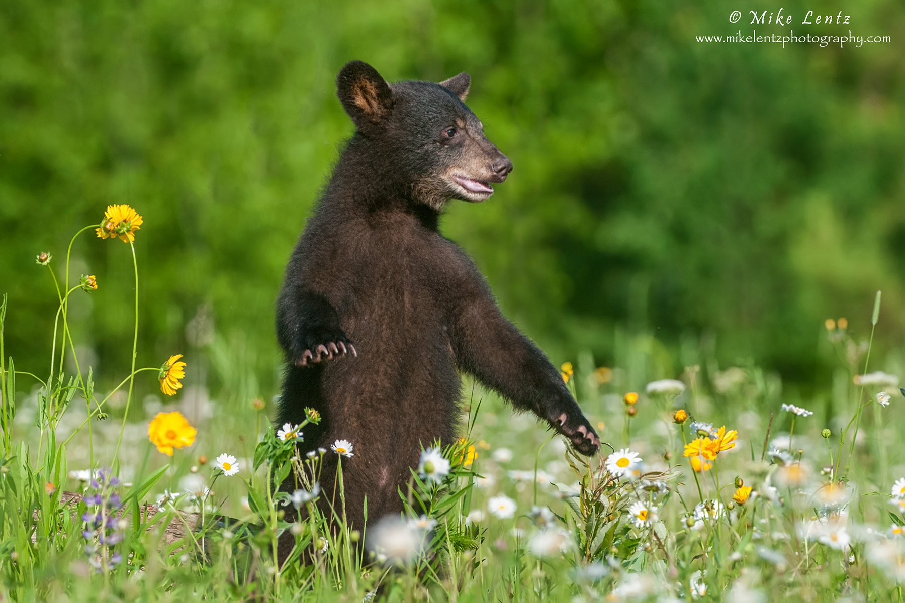 Bears – Mike Lentz Nature Photography