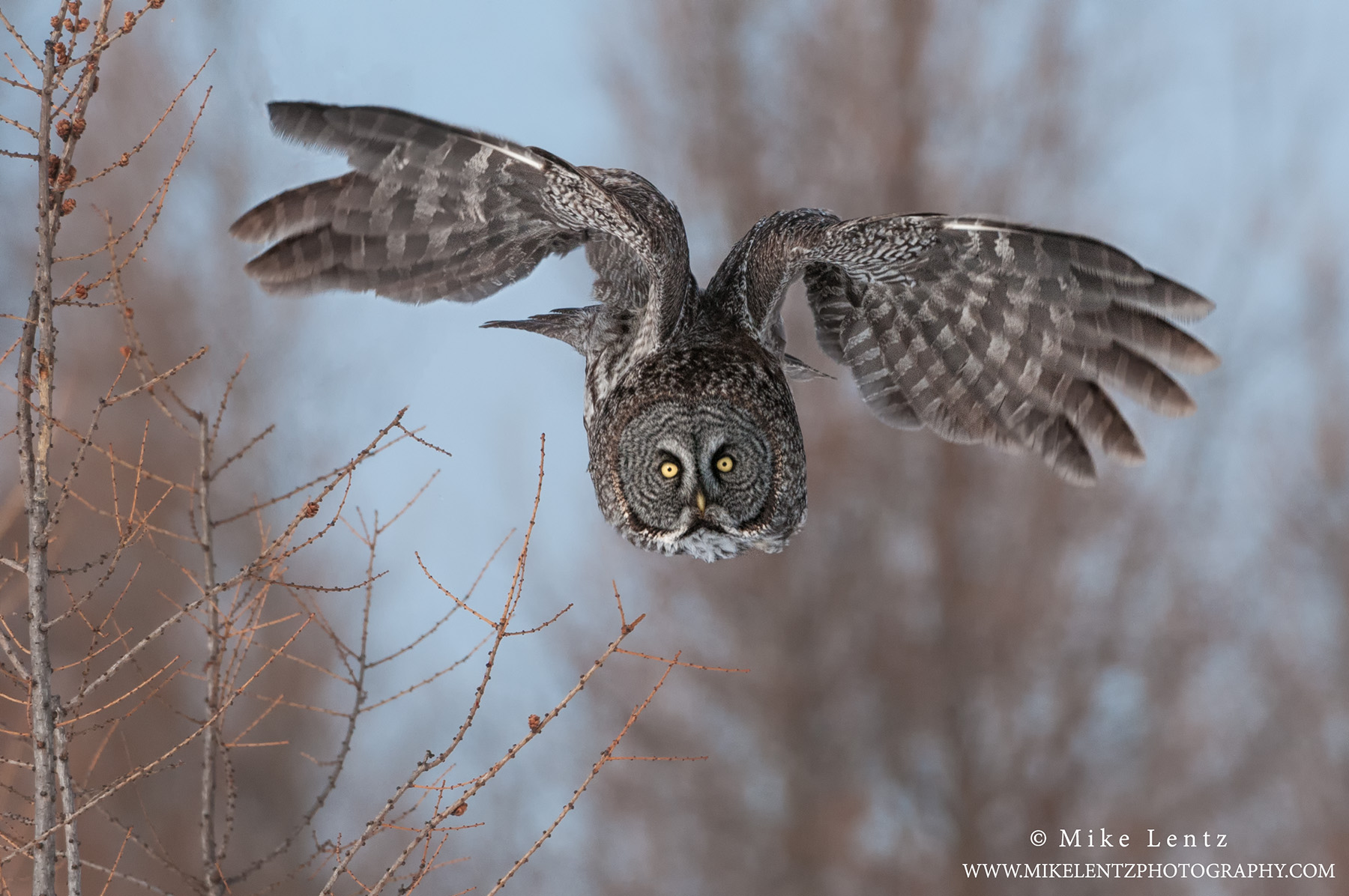 Owls – Mike Lentz Nature Photography