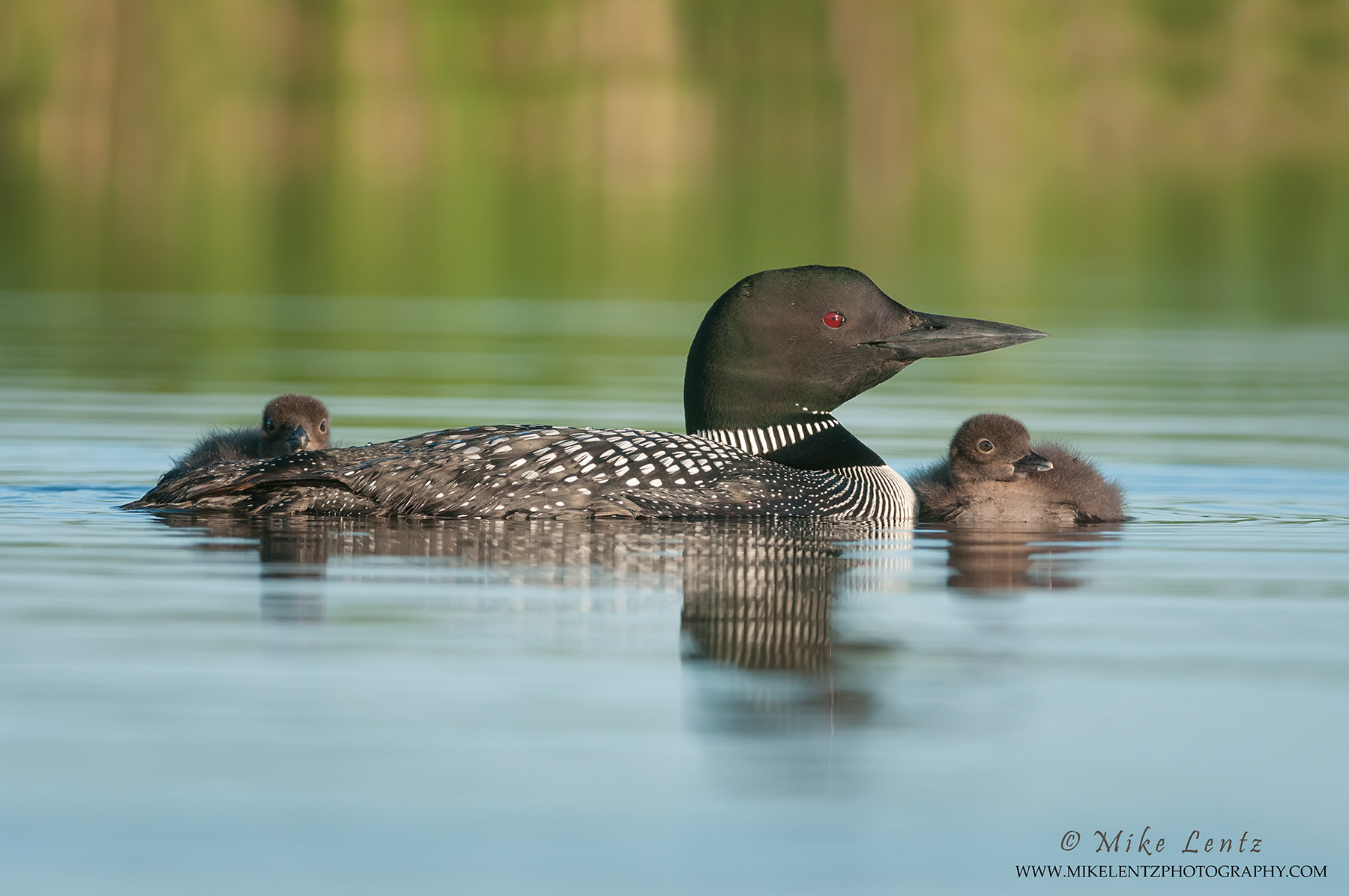 Loons – Mike Lentz Nature Photography