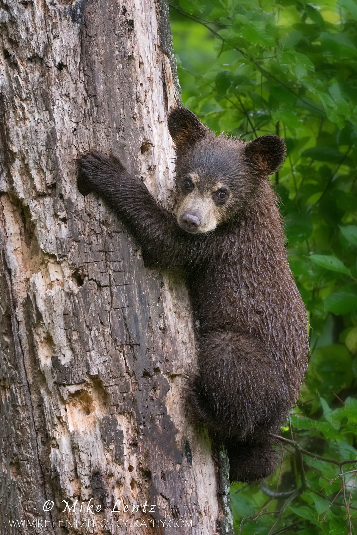 Bears - Mike Lentz Nature Photography