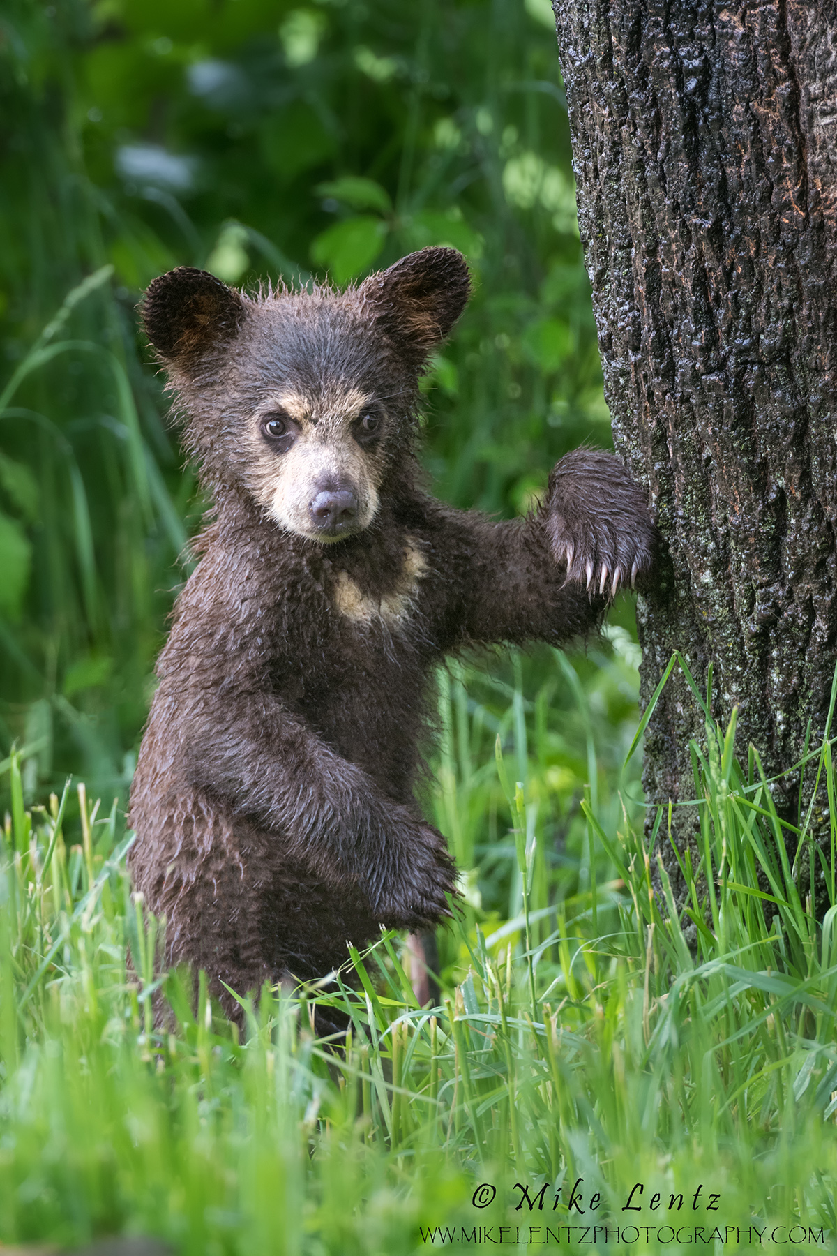 Bears - Mike Lentz Nature Photography