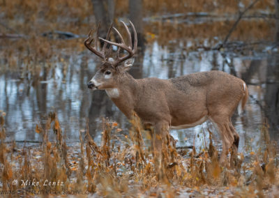 White-tailed Deer – Mike Lentz Nature Photography