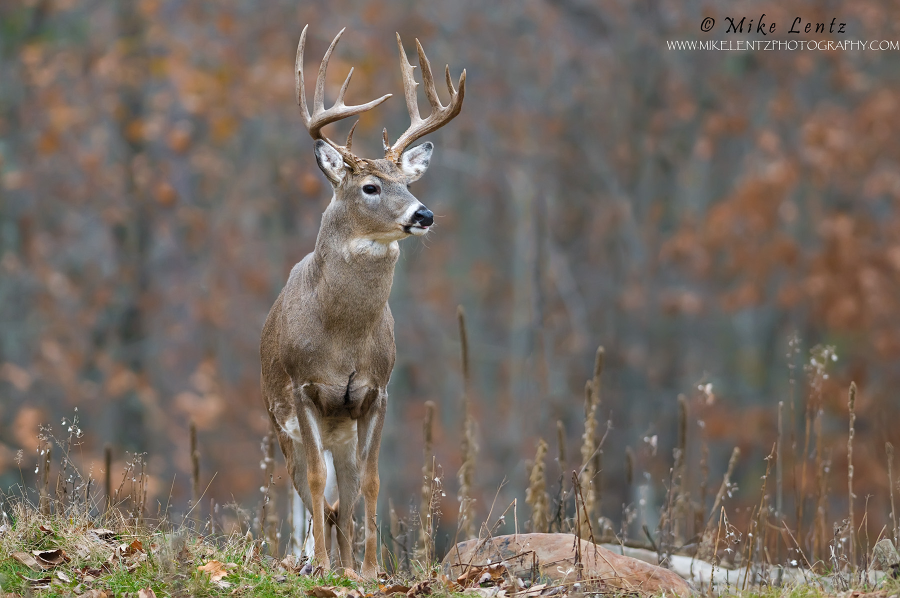 deer photography