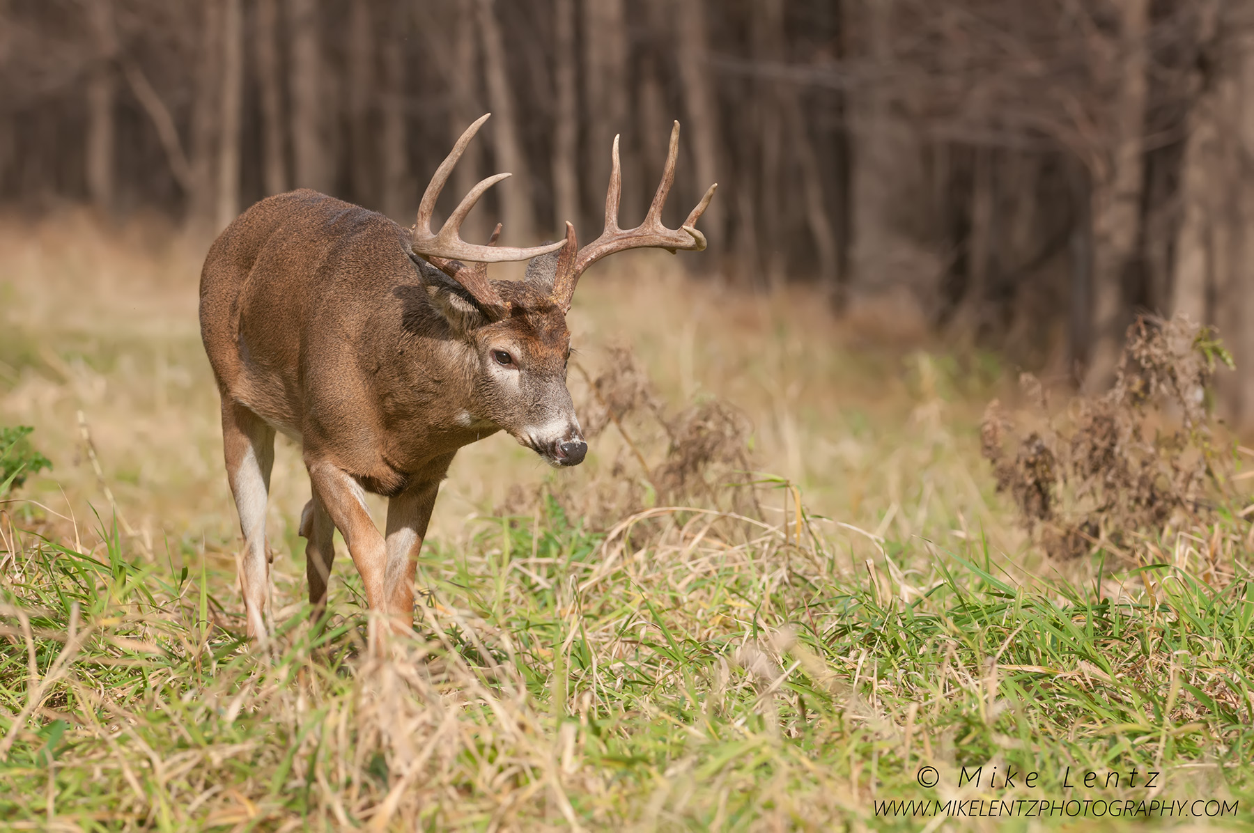 White-tailed Deer - Mike Lentz Nature Photography