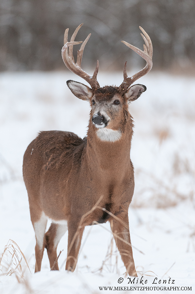 White-tailed Deer - Mike Lentz Nature Photography