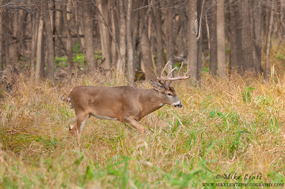 White-tailed Deer - Mike Lentz Nature Photography