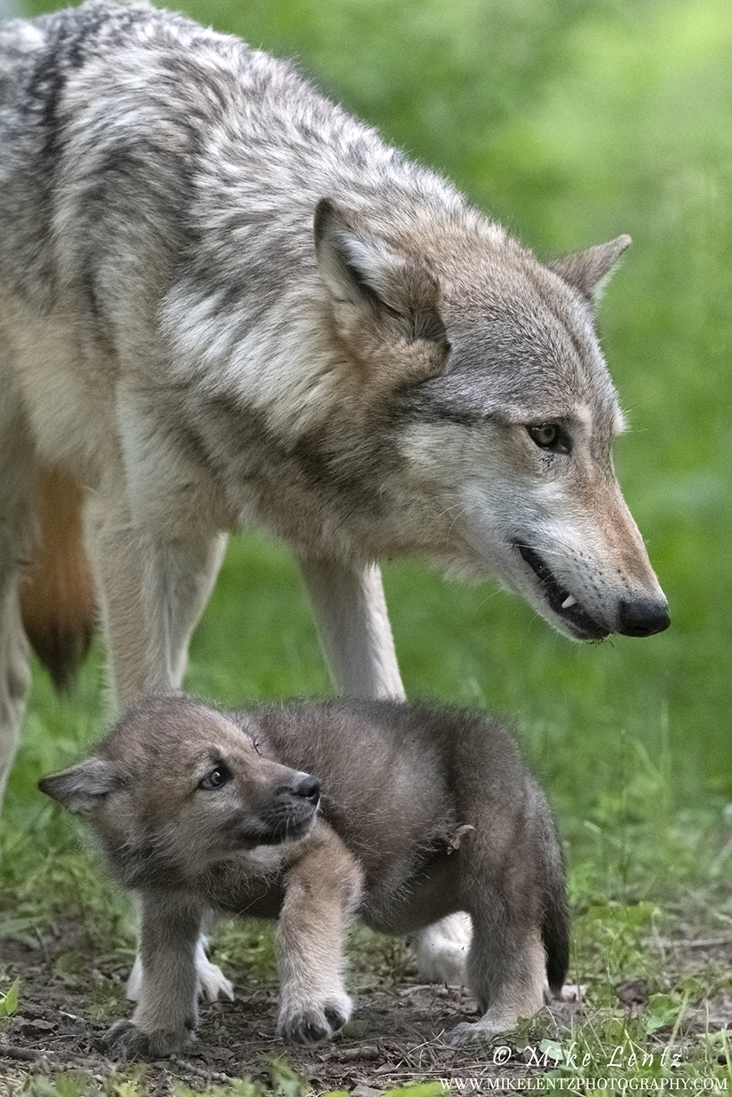 Wolves & Fox - Mike Lentz Nature Photography